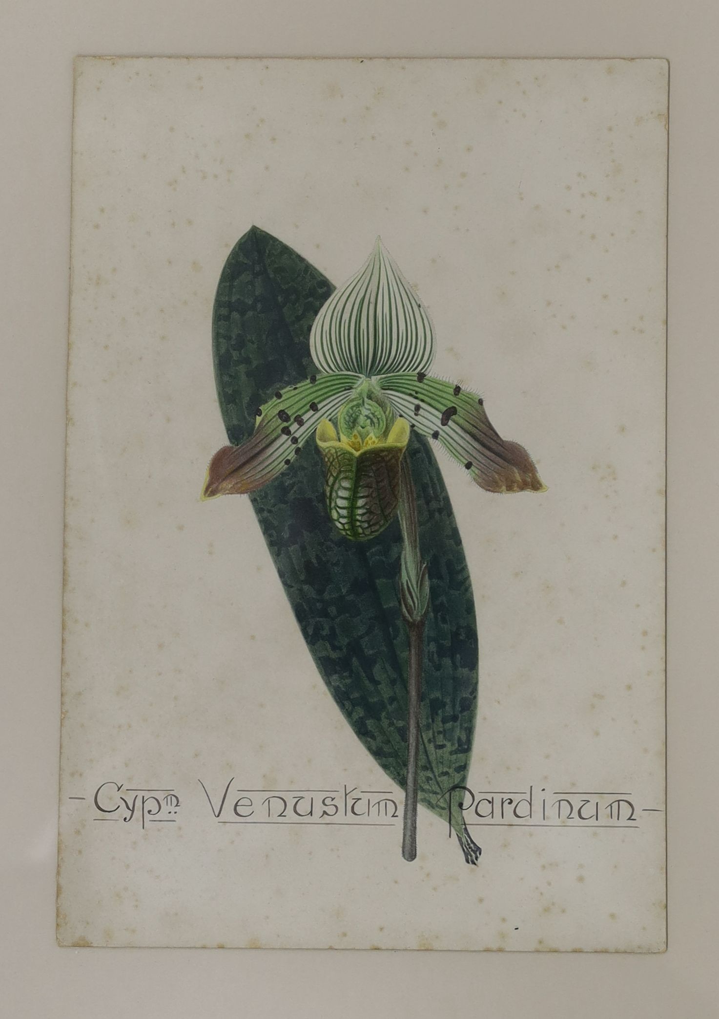 English School c.1900, set of four watercolours, Named studies of orchids, 26 x 18cm